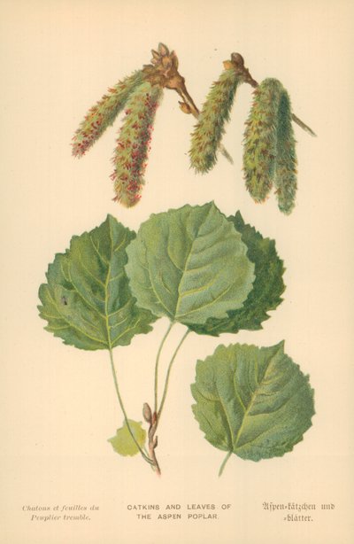 Amenti e foglie del pioppo tremulo da William Henry James Boot