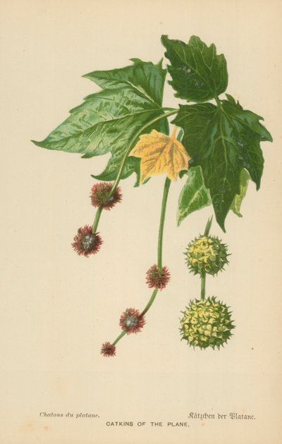 Amenti del platano da William Henry James Boot