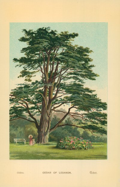 Cedro del Libano da William Henry James Boot
