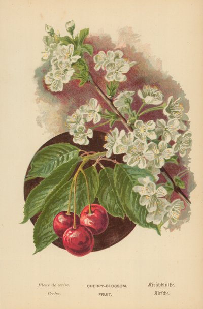 Fioritura di ciliegio. Frutto da William Henry James Boot