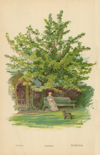 Ciliegia da William Henry James Boot