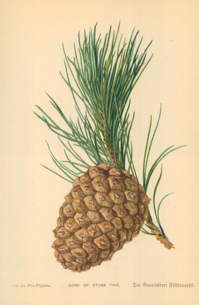 Cono di Pino da William Henry James Boot