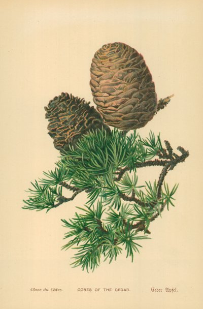 Coni del cedro da William Henry James Boot