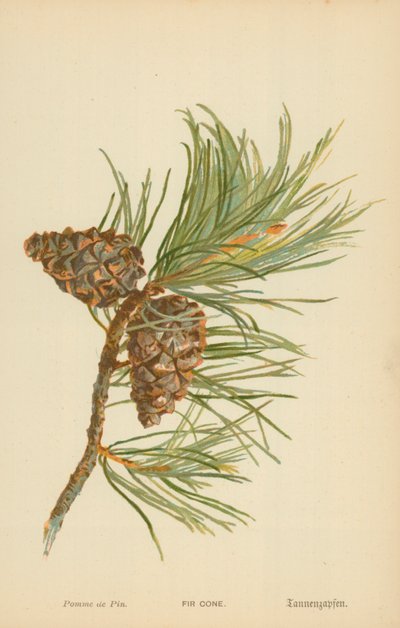 Pigna da William Henry James Boot