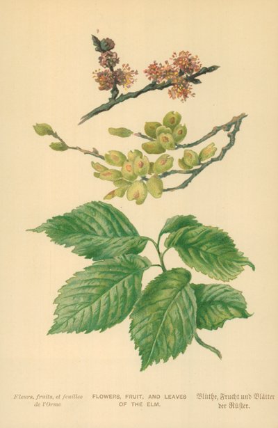Fiori, frutti e foglie dell