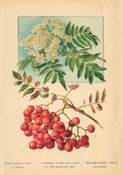 Fiori, Foglie e Frutti del Sorbo degli Uccellatori da William Henry James Boot