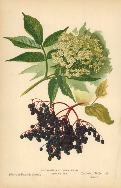 Fiori e bacche di sambuco da William Henry James Boot