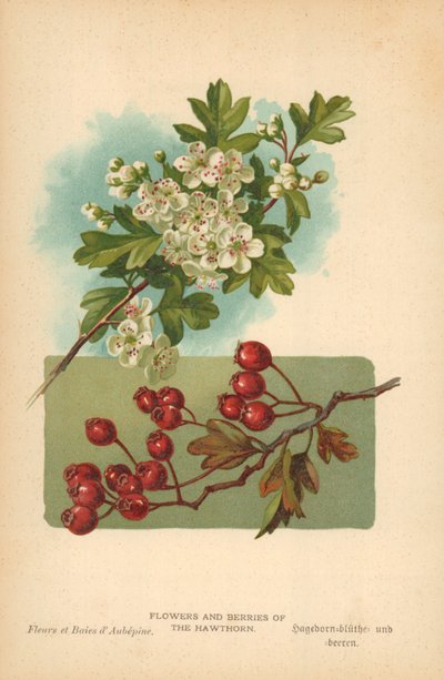 Fiori e bacche del biancospino da William Henry James Boot