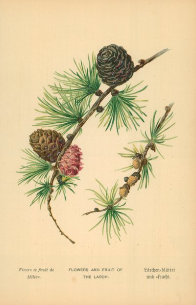 Fiori e Frutti del Larice da William Henry James Boot