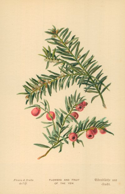 Fiori e frutti del tasso da William Henry James Boot
