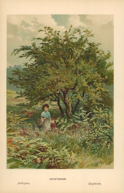Biancospino da William Henry James Boot