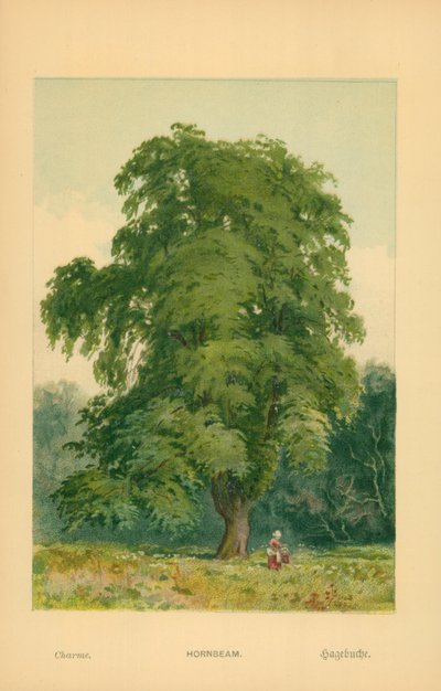 Carpino da William Henry James Boot