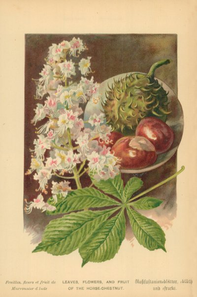Foglie, Fiori e Frutti dell