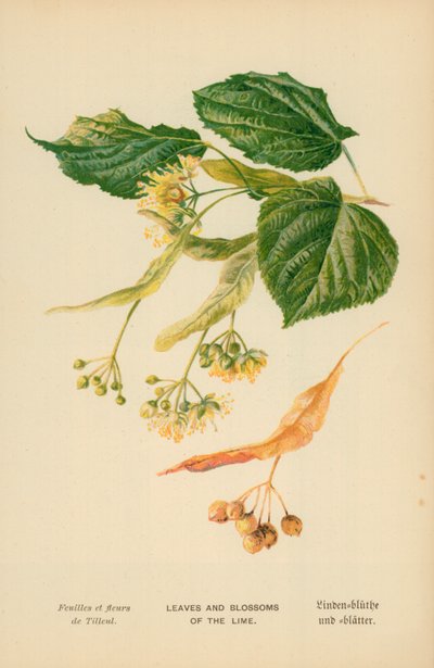 Foglie e fiori del tiglio da William Henry James Boot