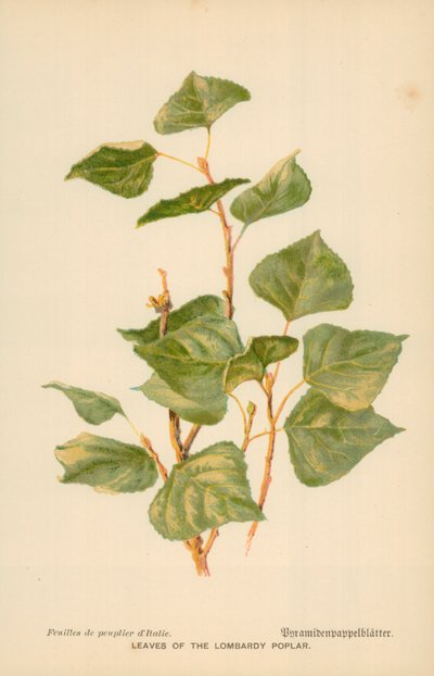 Foglie del pioppo lombardo da William Henry James Boot