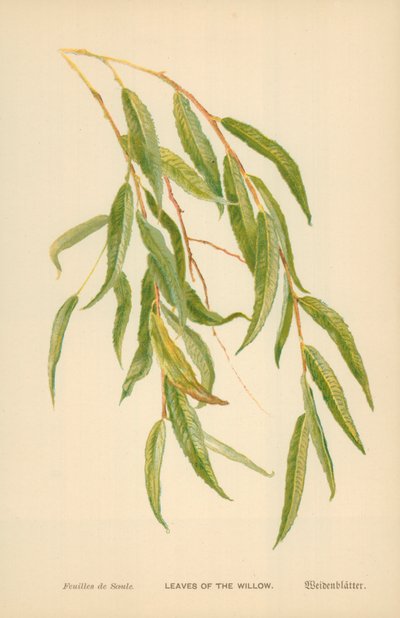 Foglie di Salice da William Henry James Boot