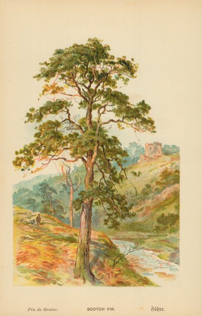 Pino scozzese da William Henry James Boot