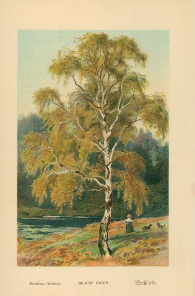 Betulla argentata da William Henry James Boot