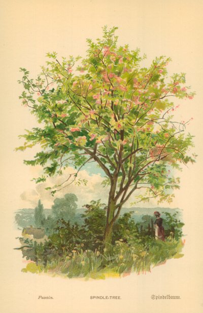 Fusaggine da William Henry James Boot