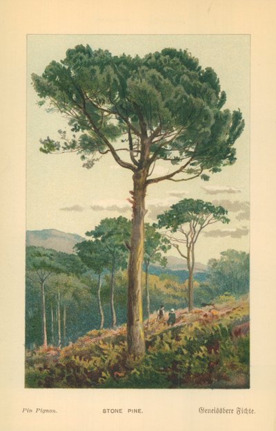 Pino da William Henry James Boot