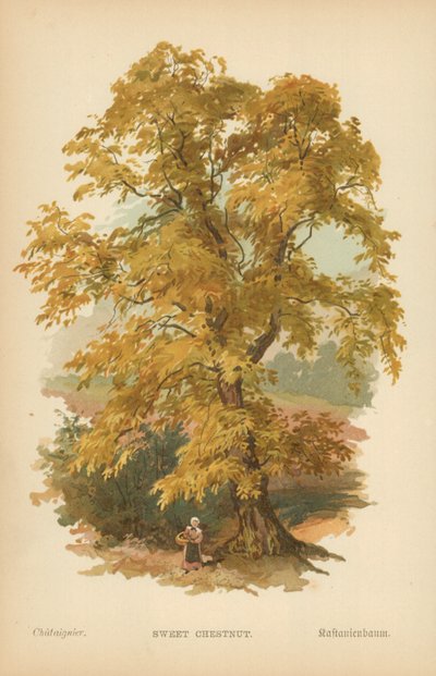 Castagno dolce da William Henry James Boot