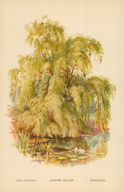 Salice Piangente da William Henry James Boot