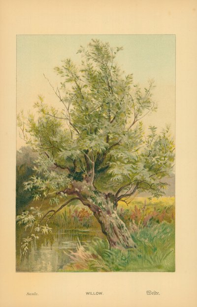 Salice da William Henry James Boot