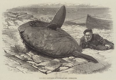 Pesce luna catturato a Catalan Bay, Gibilterra da William Henry Pike