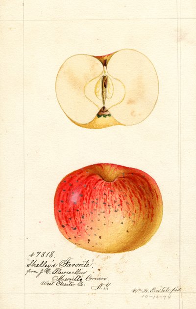Le mele preferite di Shelley (Malus domestica) (acquerello) da William Henry Prestele