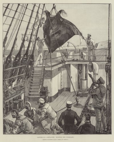 Cattura di un polpo, sollevandolo a bordo da William Heysham Overend