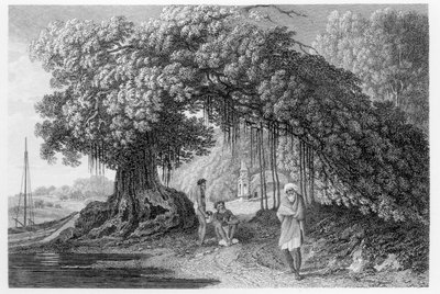 Un albero di banyan, da 