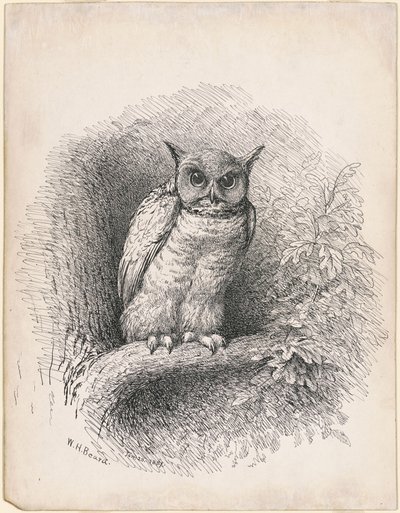 Gufo da William Holbrook Beard