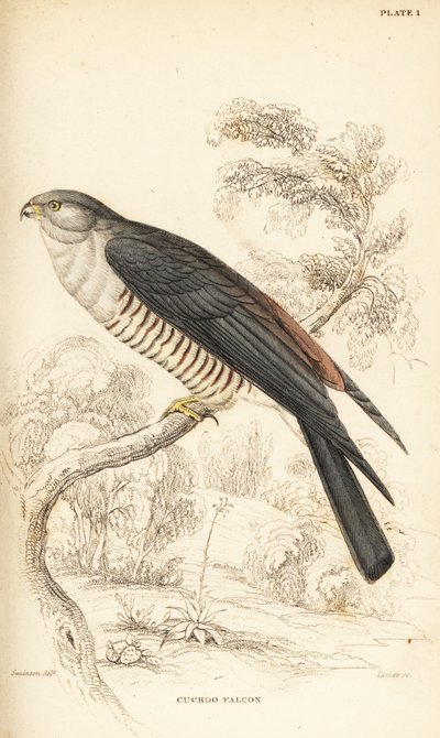 Falco cuculo africano, Aviceda cuculoides da William Home Lizars