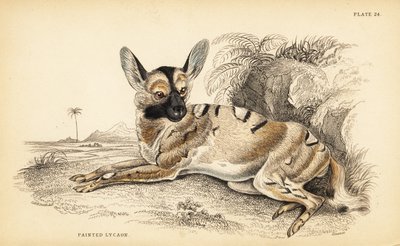 Cane selvatico africano, Lycaon pictus, in pericolo da William Home Lizars