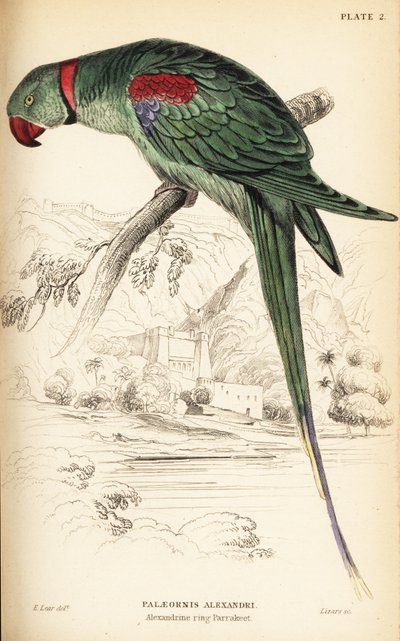 Parrocchetto alessandrino o pappagallo alessandrino, Psittacula eupatria da William Home Lizars