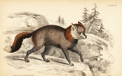Volpe incrociata americana, Vulpes vulpes da William Home Lizars