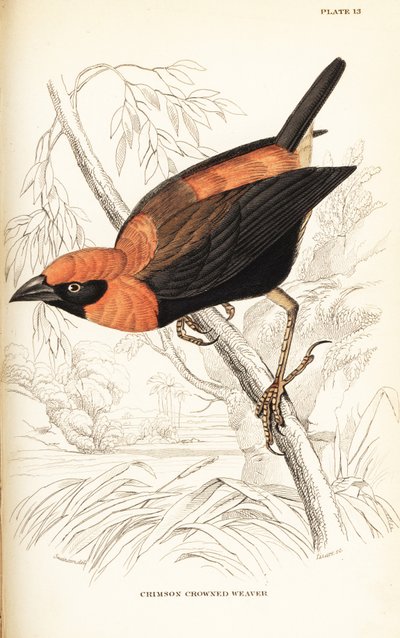 Vescovo rosso dalle ali nere, Euplectes hordeaceus (Tessitore dalla corona cremisi, Euplectes flammiceps) da William Home Lizars