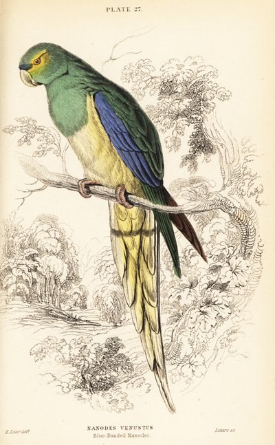 Pappagallo dalle ali blu, Neophema chrysostoma da William Home Lizars