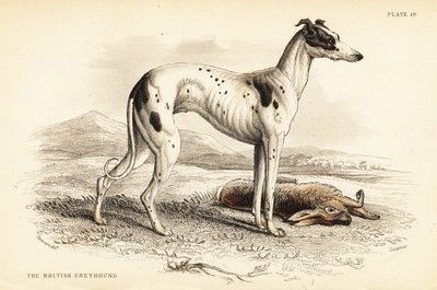 Levriero britannico, Canis lupus familiaris (Canis leporarius) da William Home Lizars