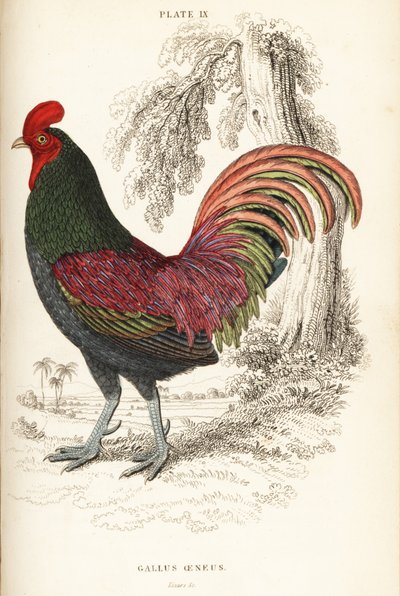 Gallo di Sumatra bronzato, Gallus aeneus da William Home Lizars