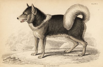 Cane eschimese canadese o qimmiq, Canis lupus familiaris da William Home Lizars