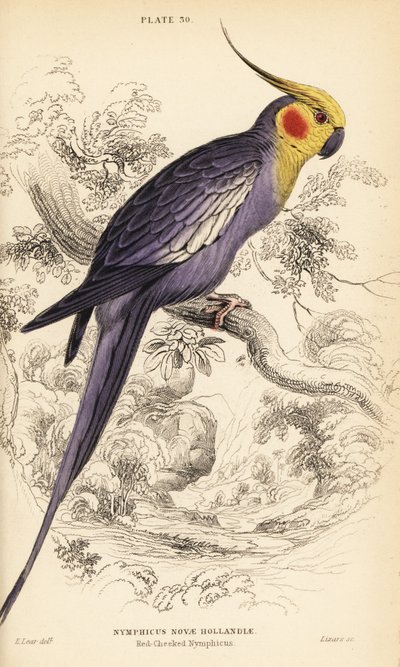 Calopsitta, Nymphicus hollandicus da William Home Lizars