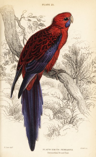 Rosella cremisi, Platycercus elegans da William Home Lizars
