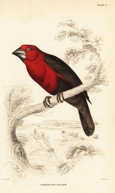 Spaccasemi cremisi, Pyrenestes sanguineus sanguineus (Spaccanoci cremisi, Pirenestes sanguineus) da William Home Lizars