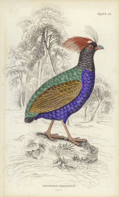 Cryptonix Coronatus da William Home Lizars