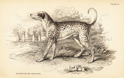 Cane dalmata o cane da carrozza da William Home Lizars