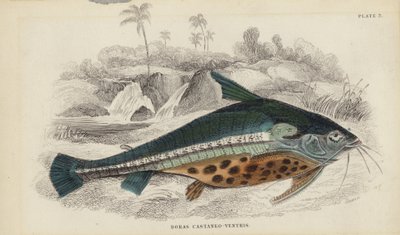 Doras Castaneo-Ventris da William Home Lizars