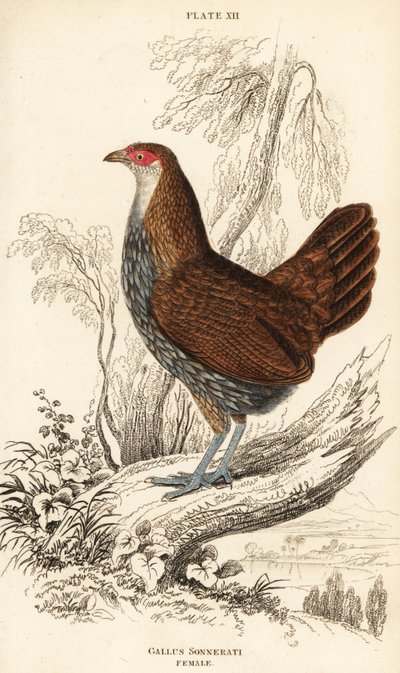 Gallina giungla grigia o gallina giungla di Sonnerat, Gallus sonneratii (Gallus sonnerati) da William Home Lizars