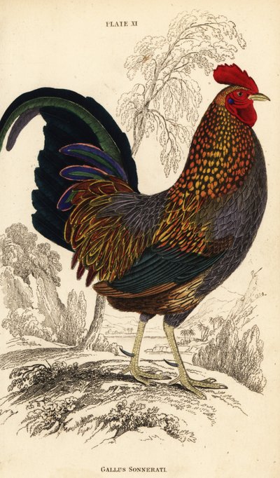 Gallus sonneratii (Gallus sonnerati) da William Home Lizars