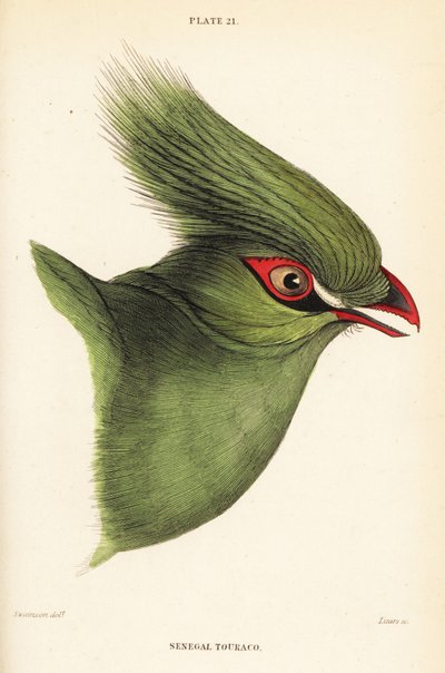 Testa del turaco di Guinea, Tauraco persa buffoni da William Home Lizars